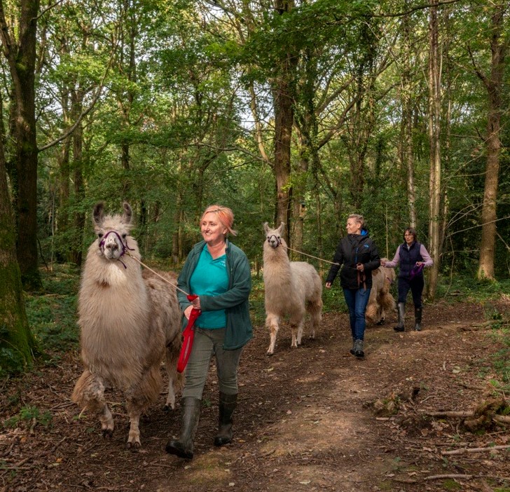 Briery Hill llamas